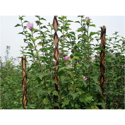 Strypas Garden Willow 160cm vytelių-Sodo stulpai